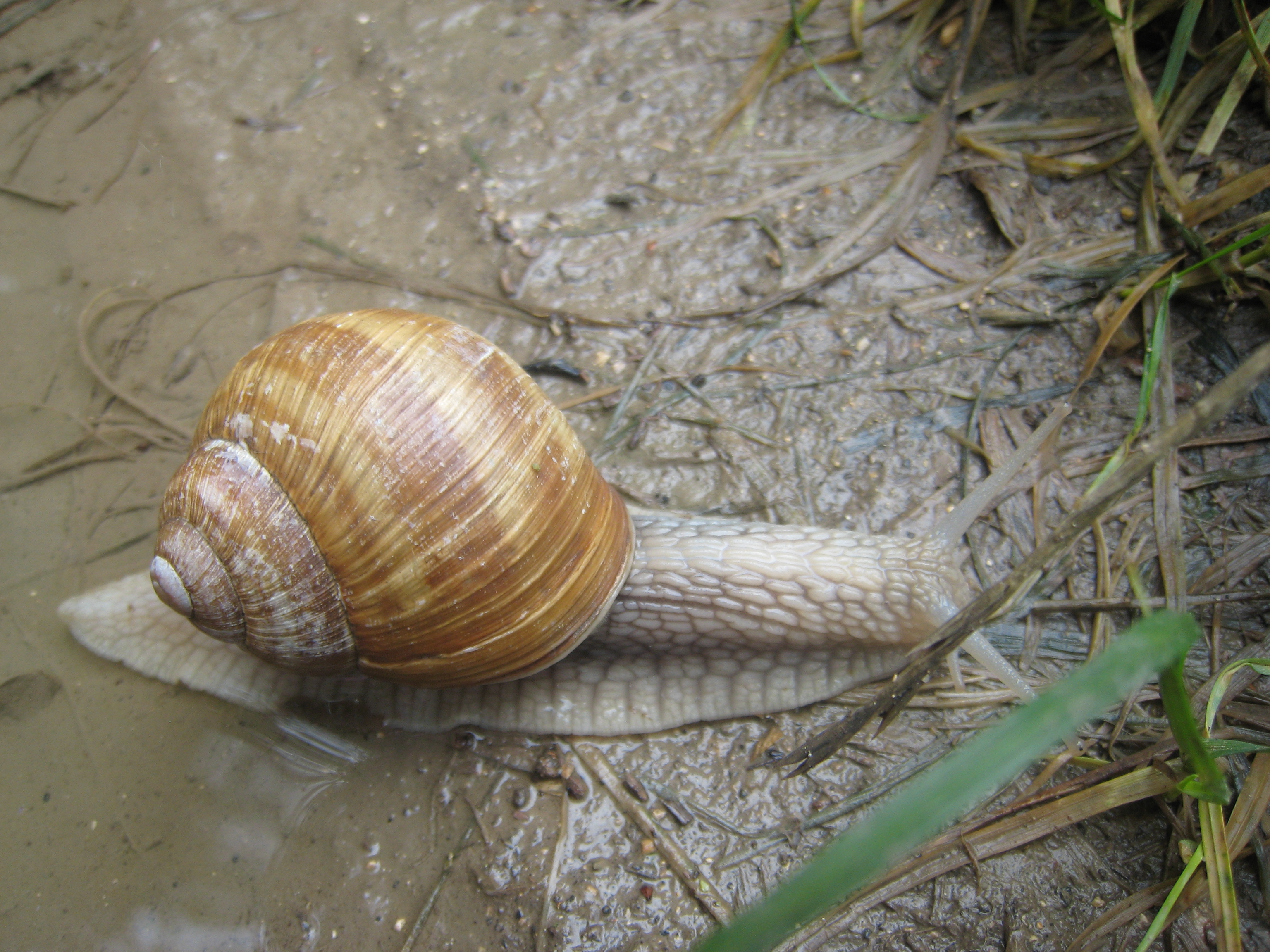 Petit escargot (version courte)