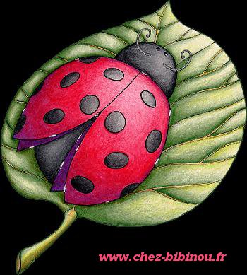 Coccinelle, demoiselle...