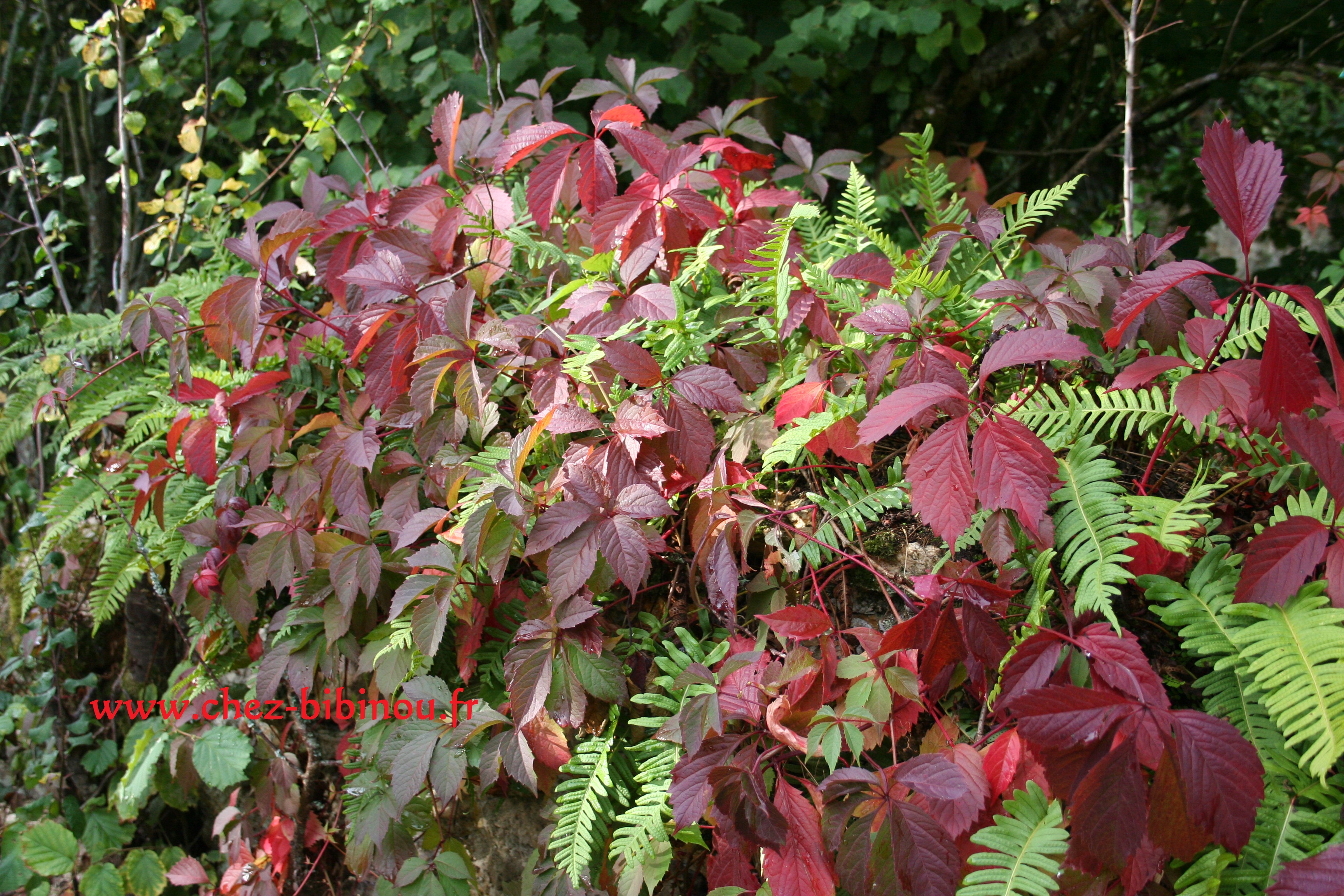 Temps d'automne (2 octobre'12)