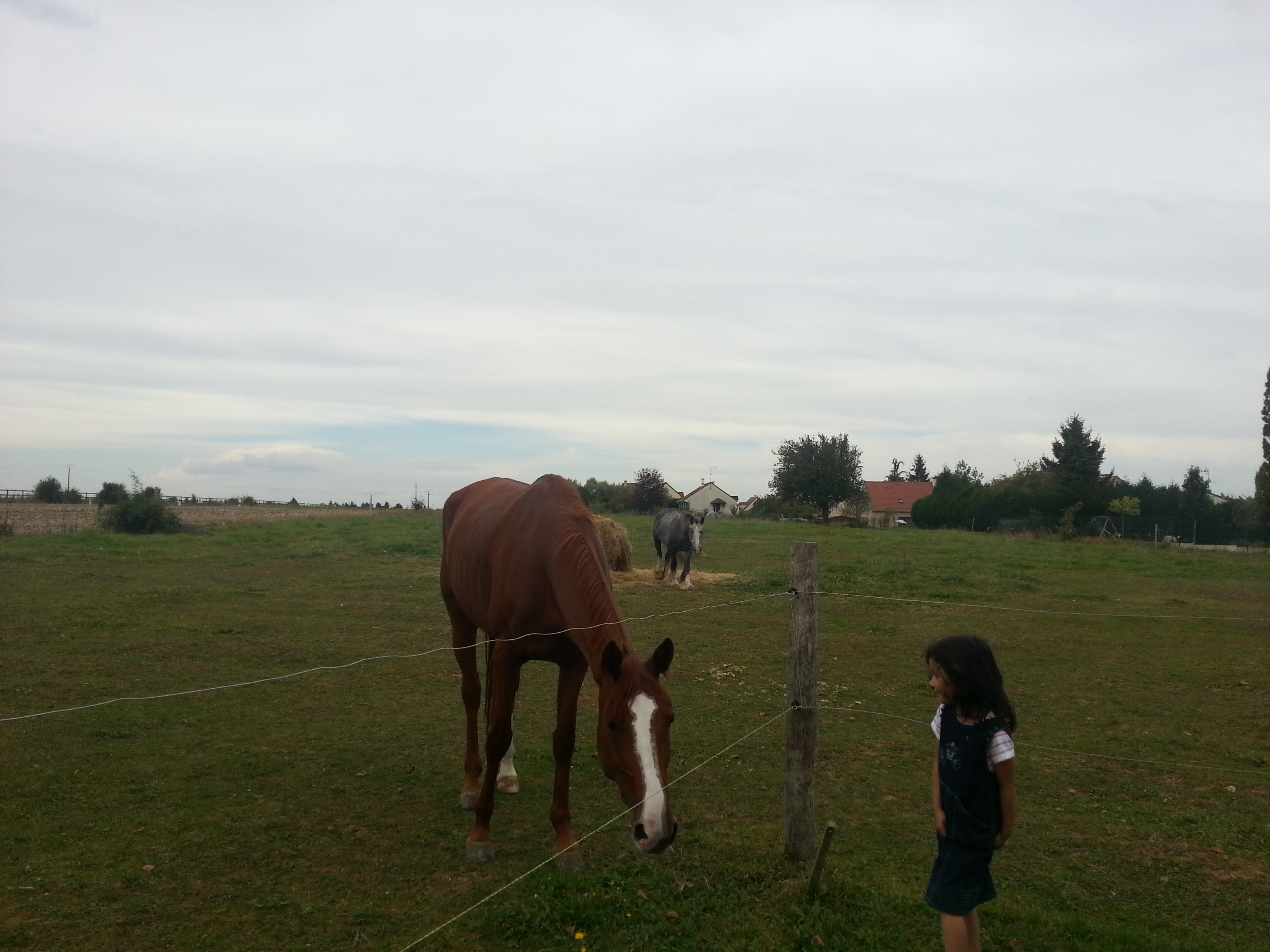 Nos amis de promenades