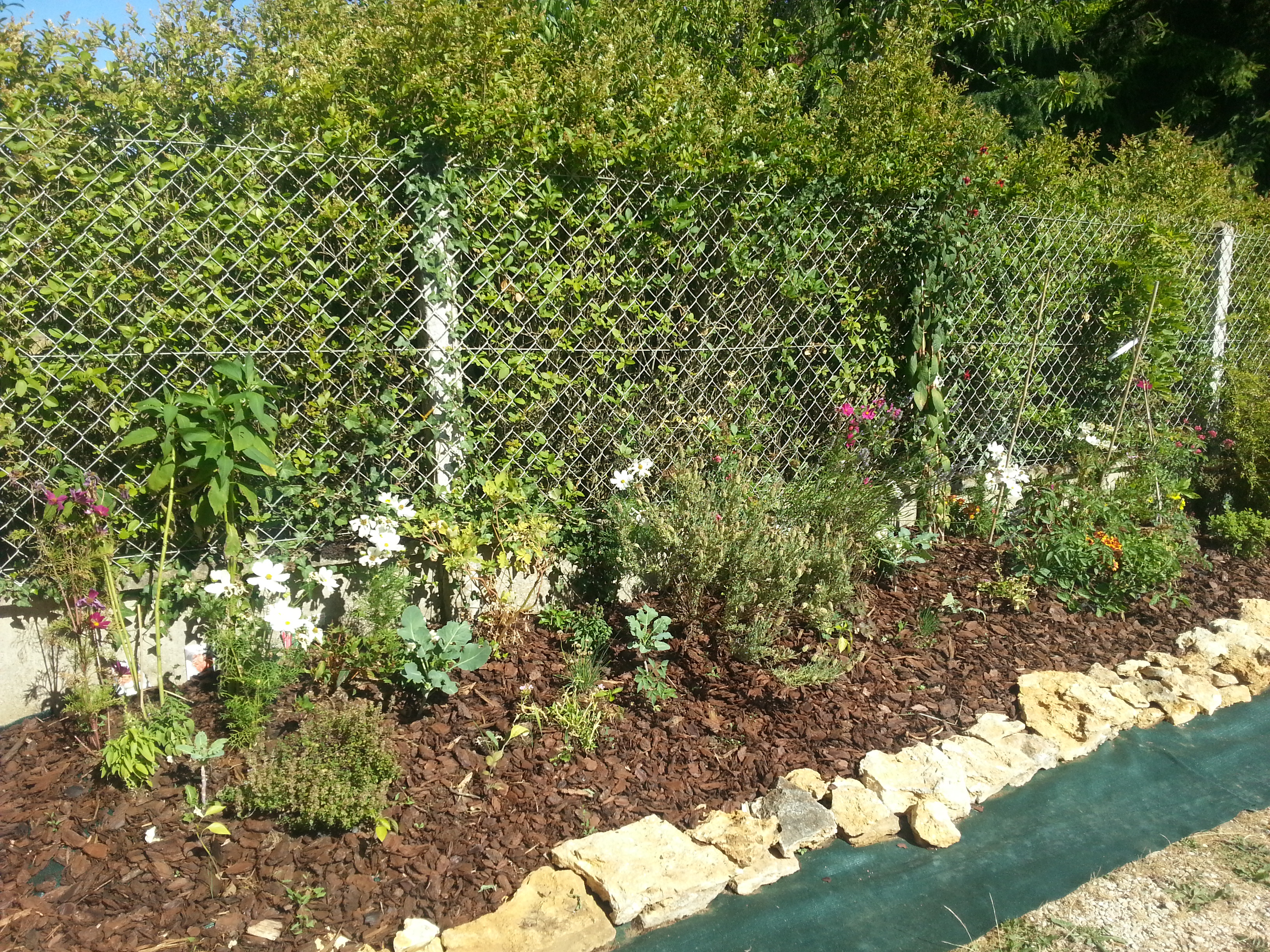 Potager de juin-juillet