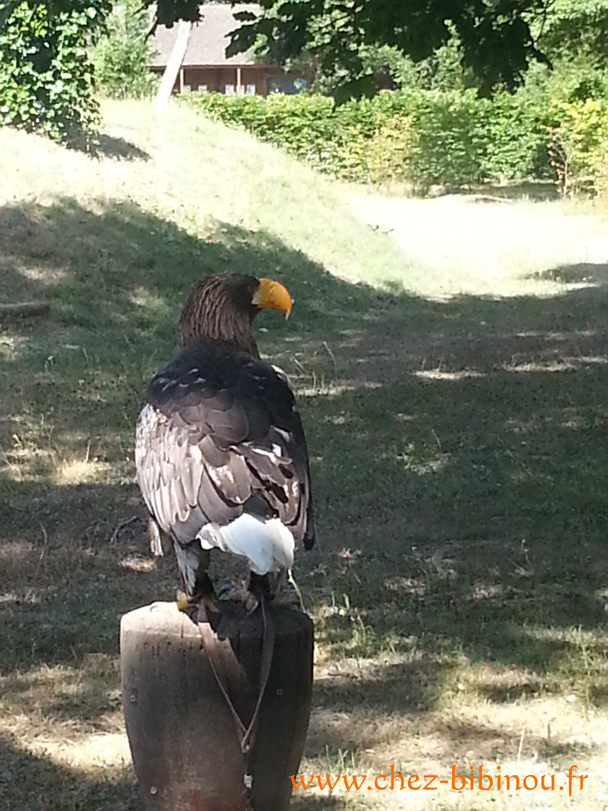 Les rapaces de Rambouillet