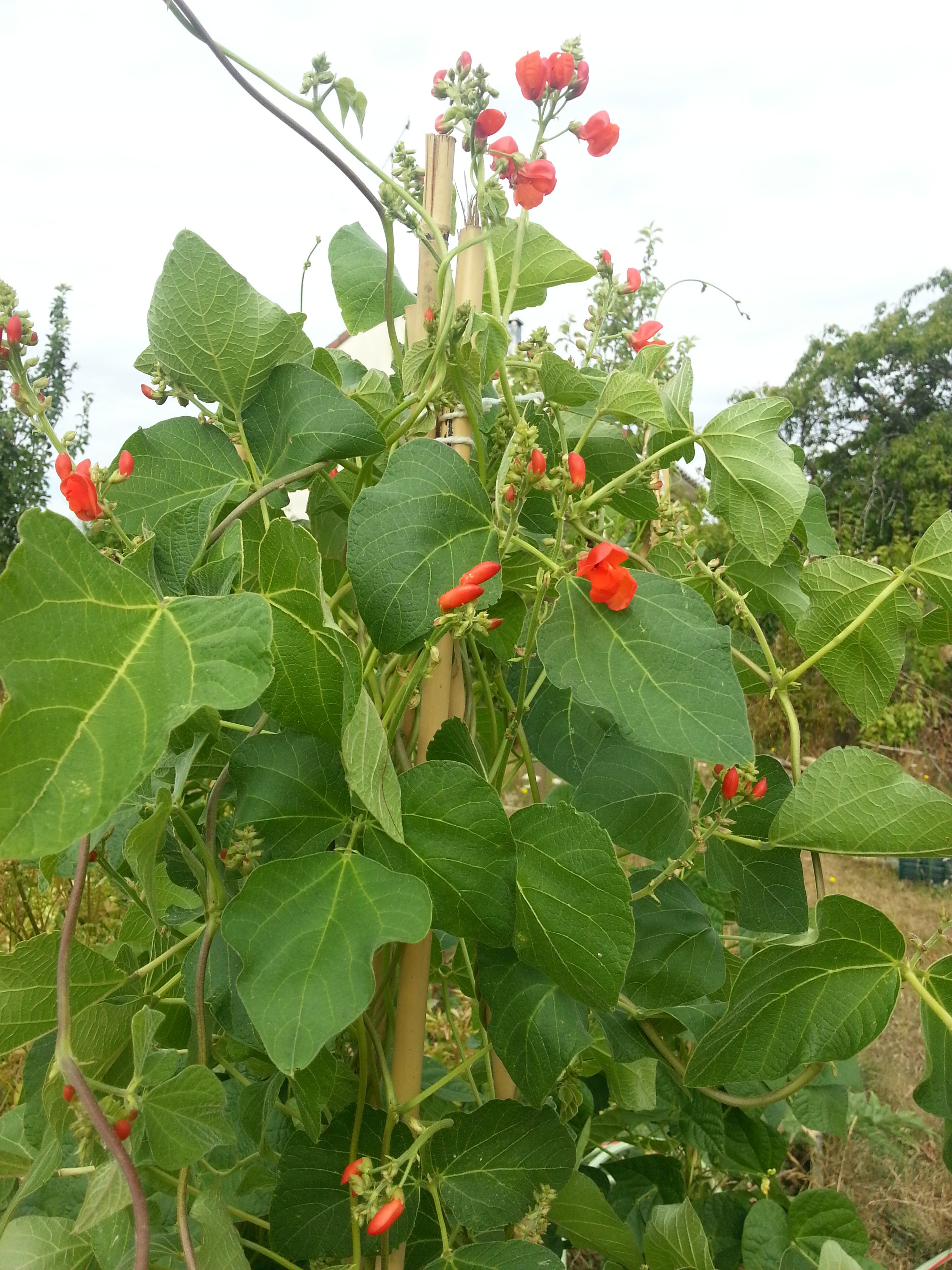 Jardin en Juillet