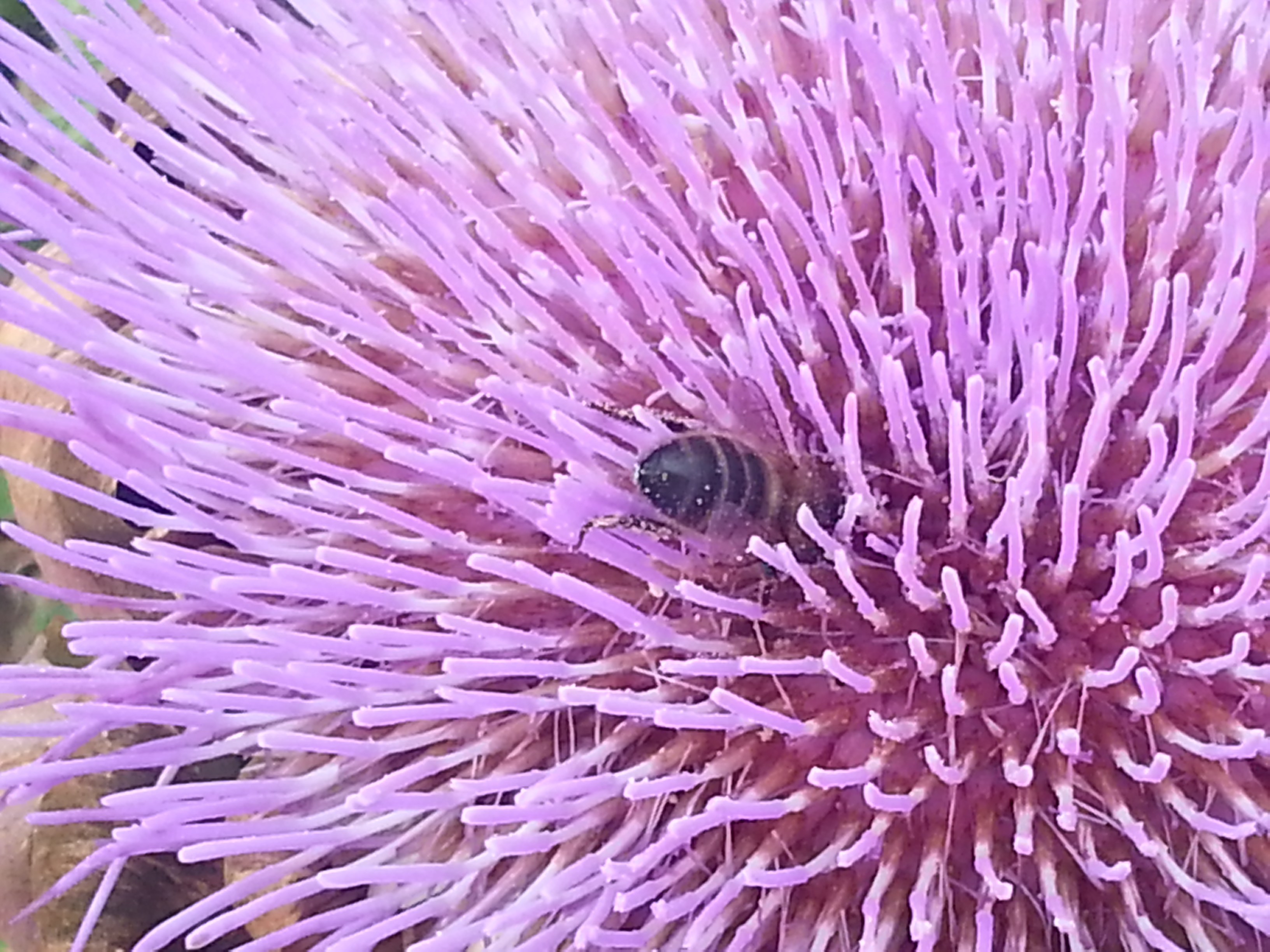 Jardin en Août