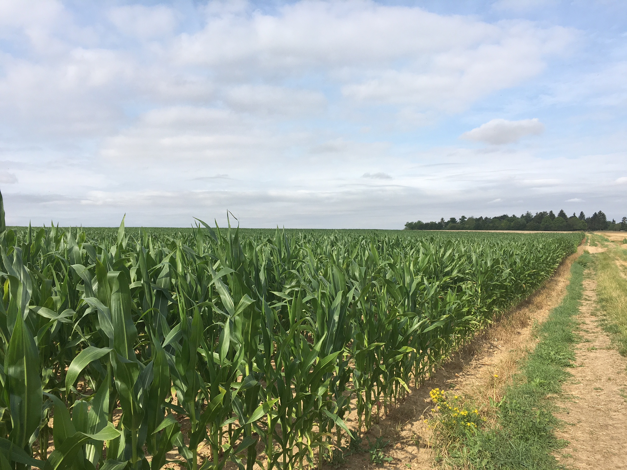 Balades dans les champs et les bois