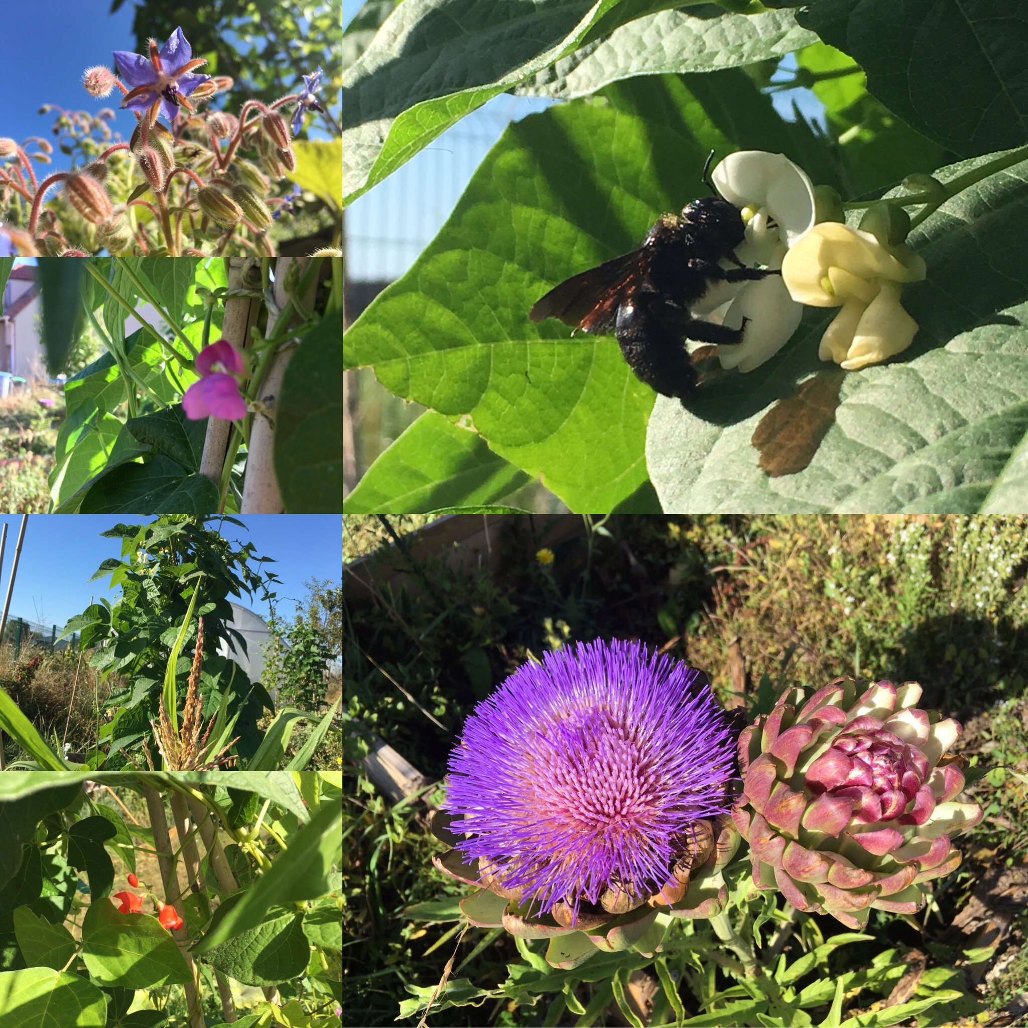 Jardin en septembre