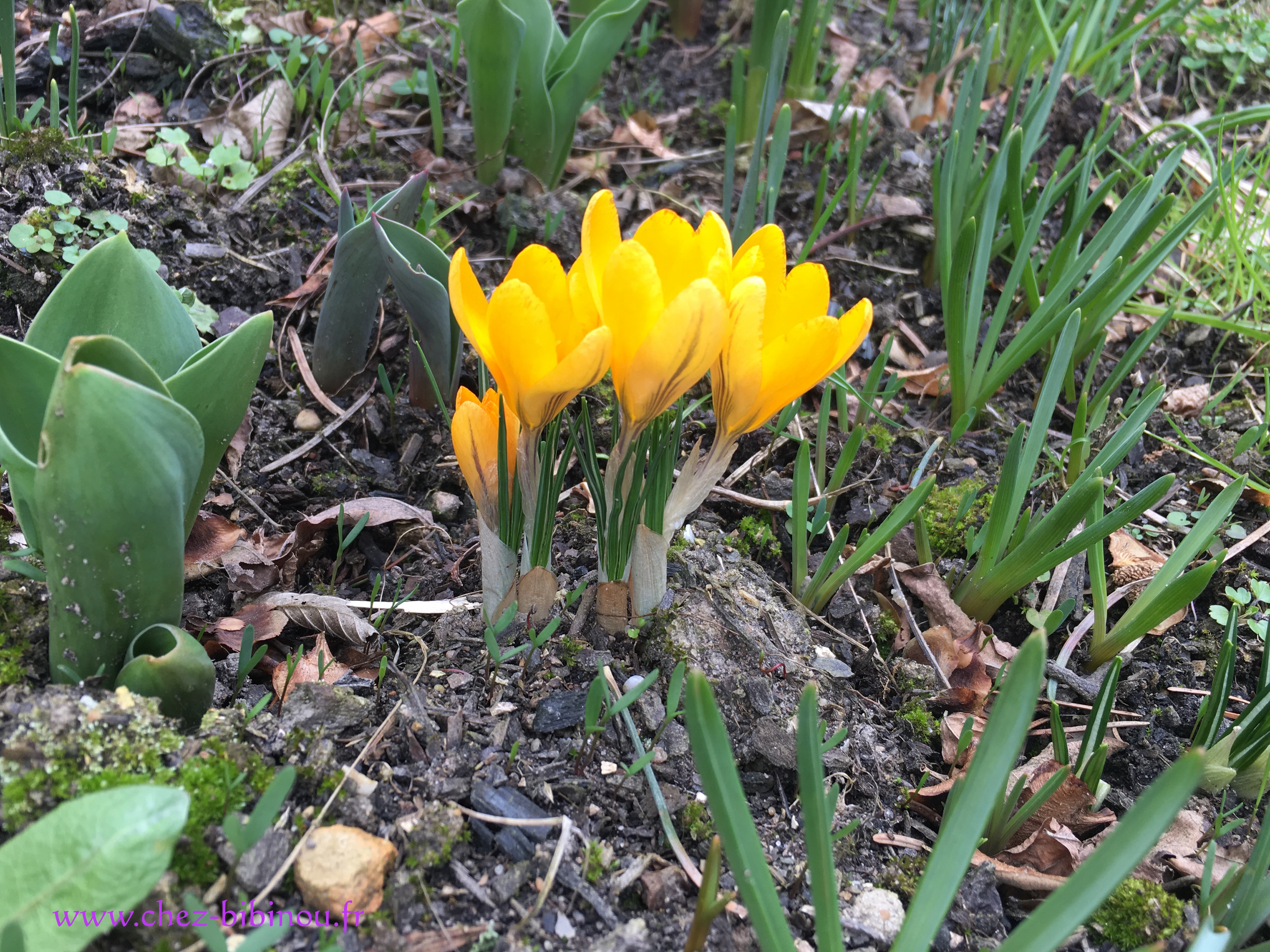 Le jardin en février