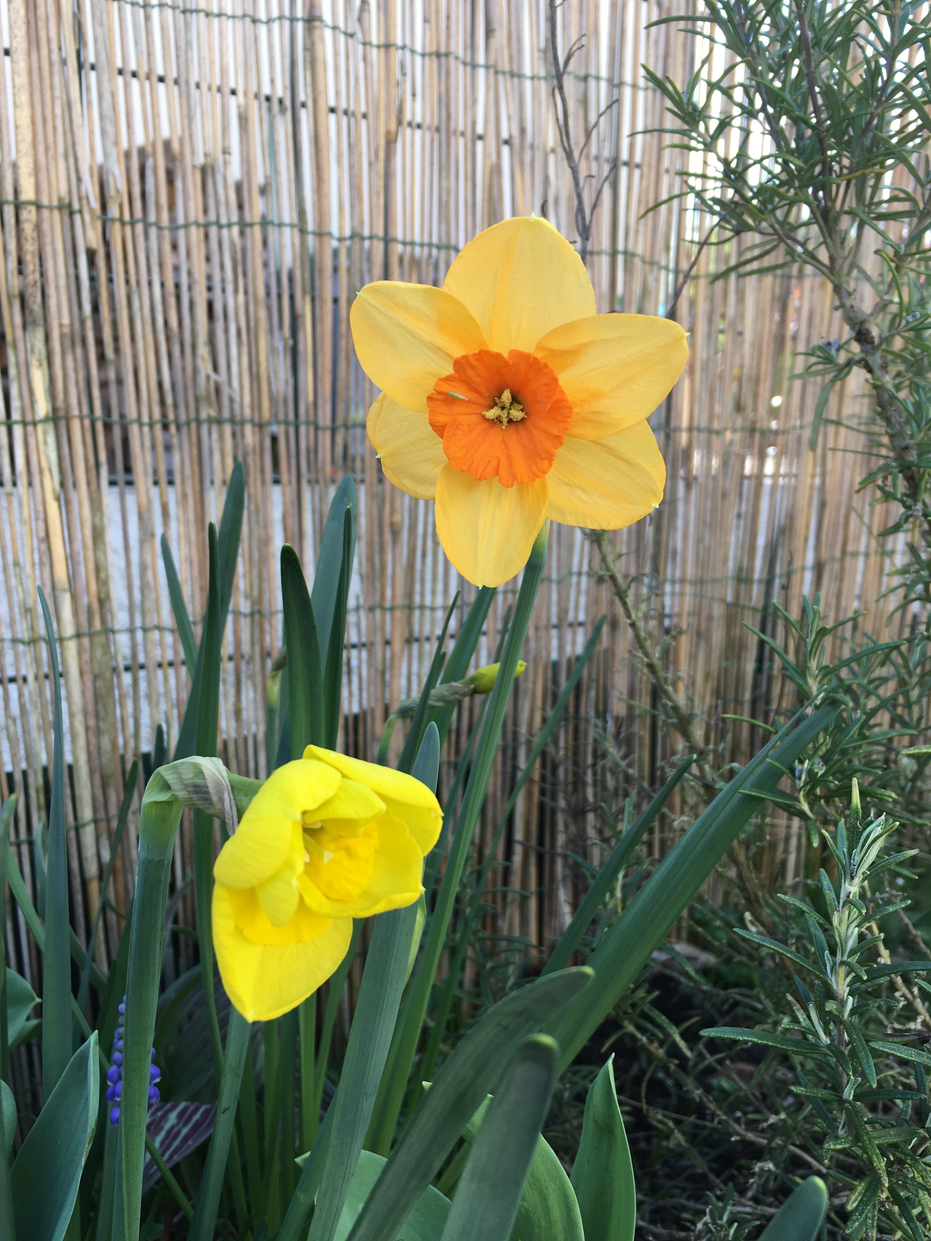 Le jardin se réveille, mars.