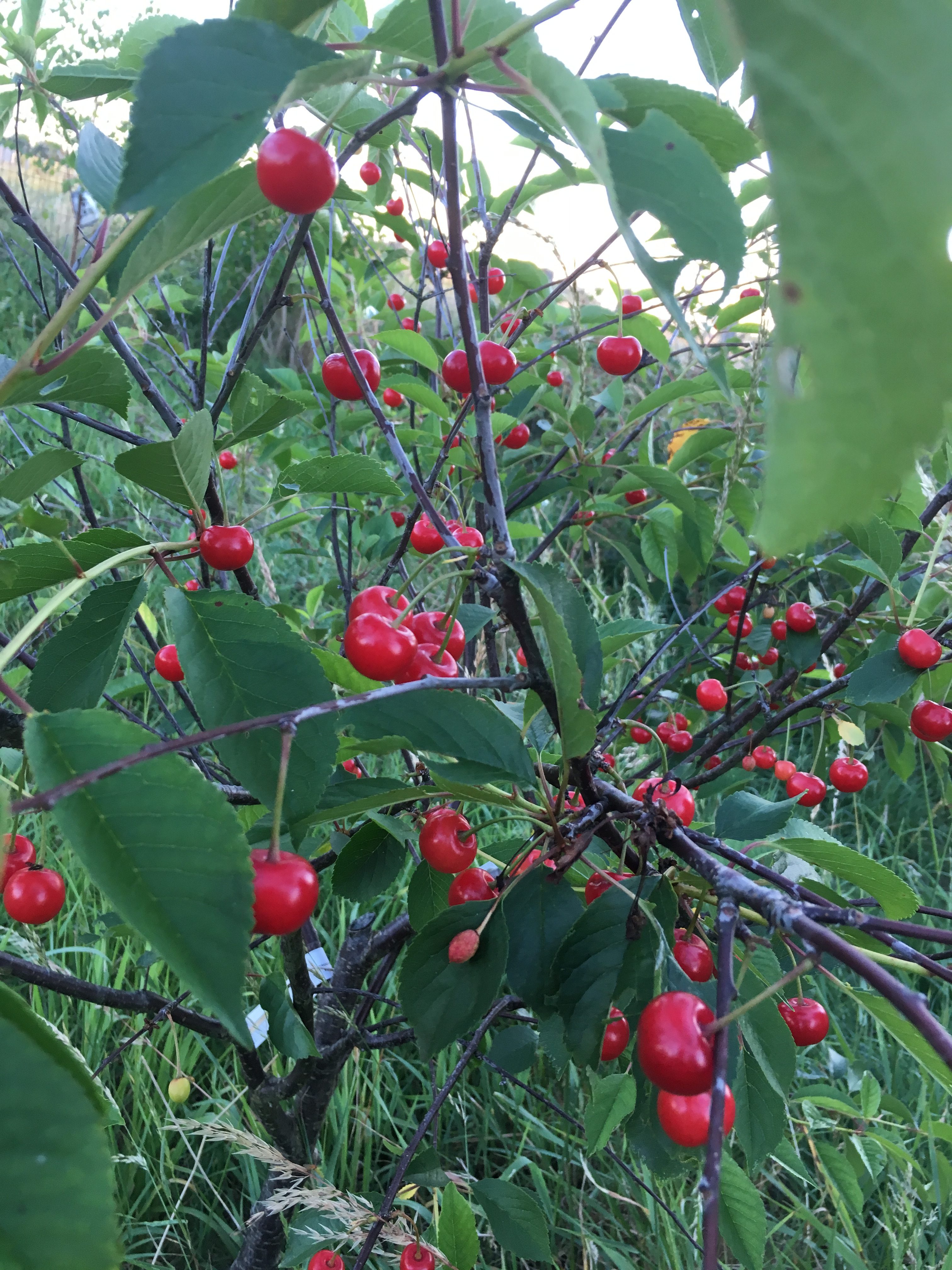 Jardin en Juin