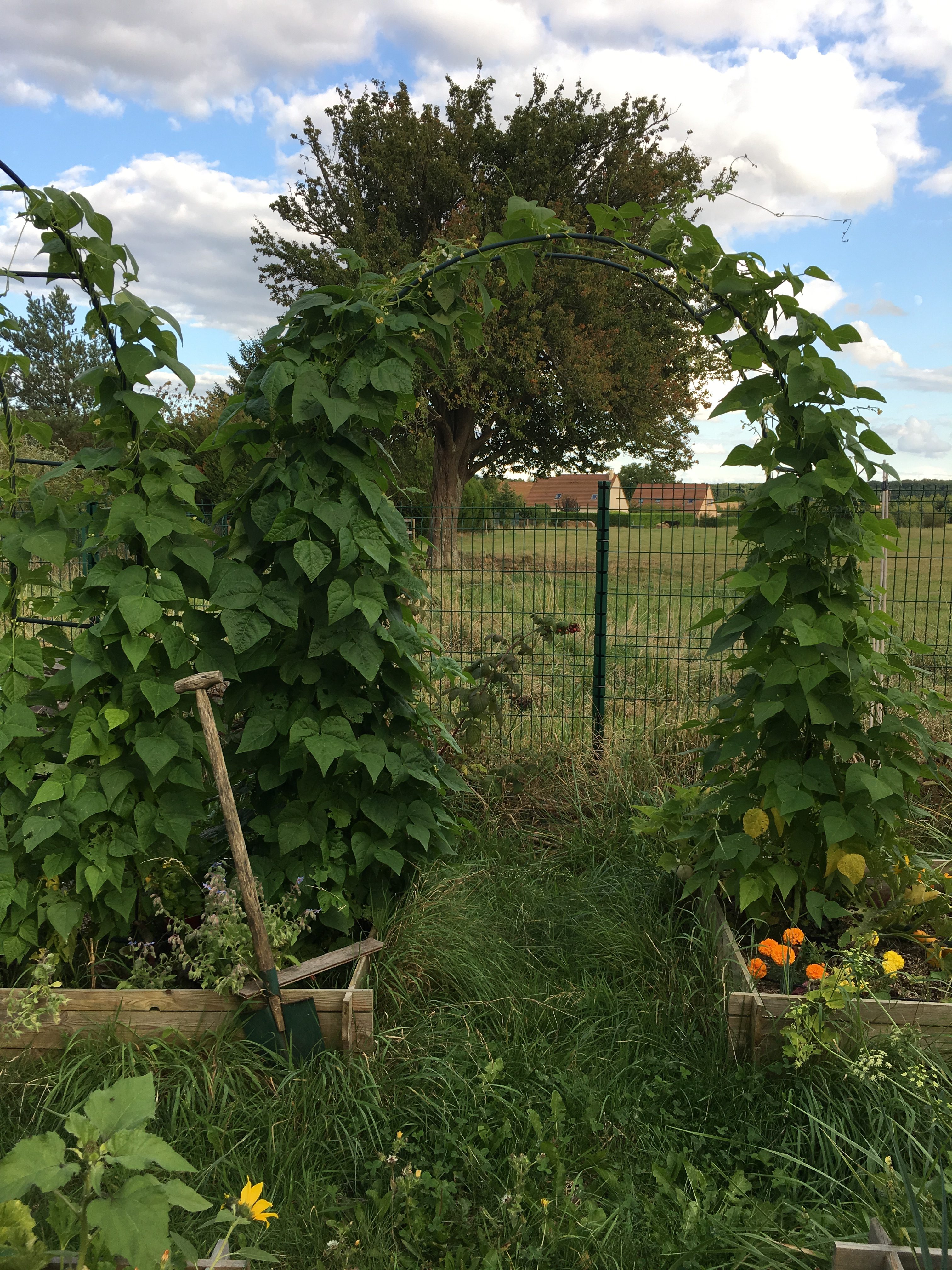 Jardin en Août