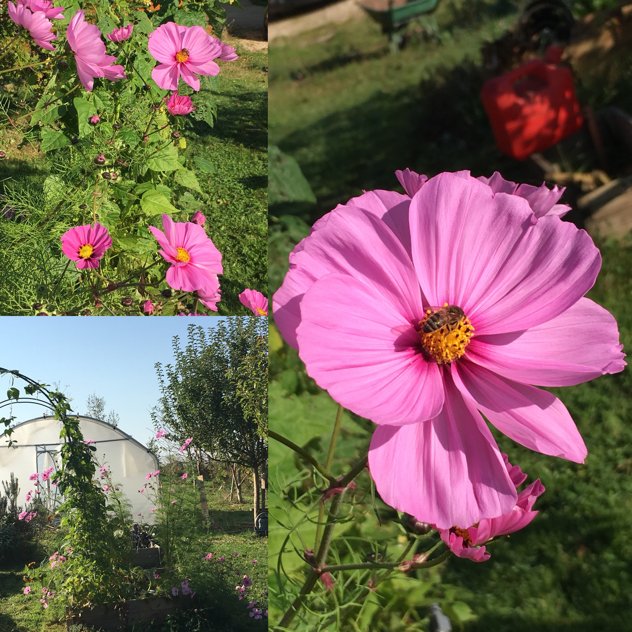 Jardin en septembre/octobre